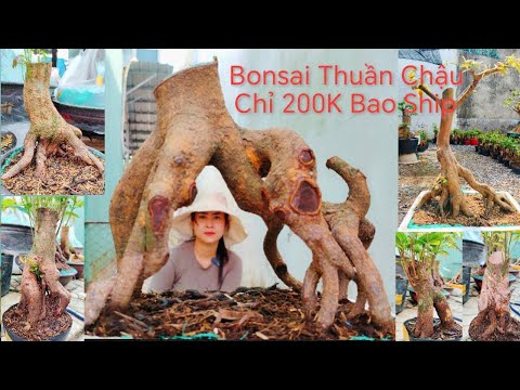 (Mỹ Châu #zalo_0944383255)#Mai vàng phoi Bonsai thuần chậu nhiều thế GL 30/3/26 ĐC:P.Bình Thủy,CT