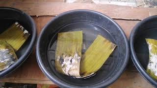 EASIEST WAY ON HOW TO CULTURE MOSQUITO LARVAE IN 2-3 DAYS