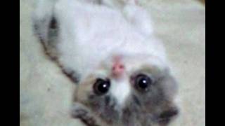 cotton 1(scottish fold kitten  female)