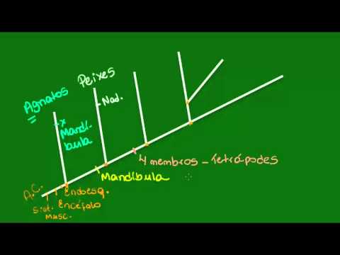 Vídeo: Desenvolvimento, Organização Funcional E Evolução De Circuitos Motores Axiais De Vertebrados