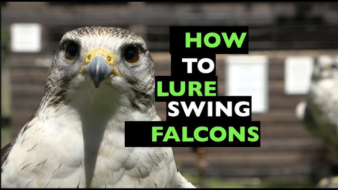 Falconry Basics  Introduction To Lure Flying Your Falcon 