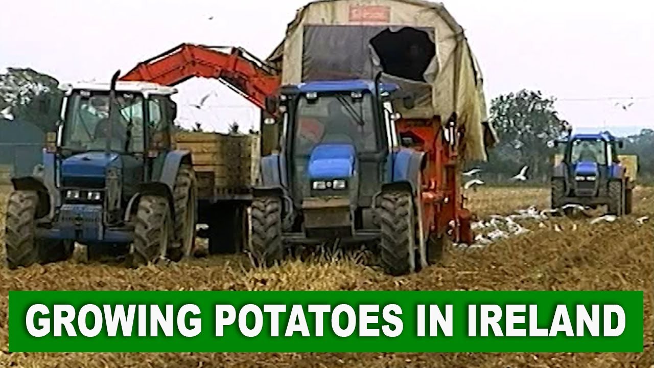 Potato Farming in Ireland ** Documentary by Videos of Irish Farming