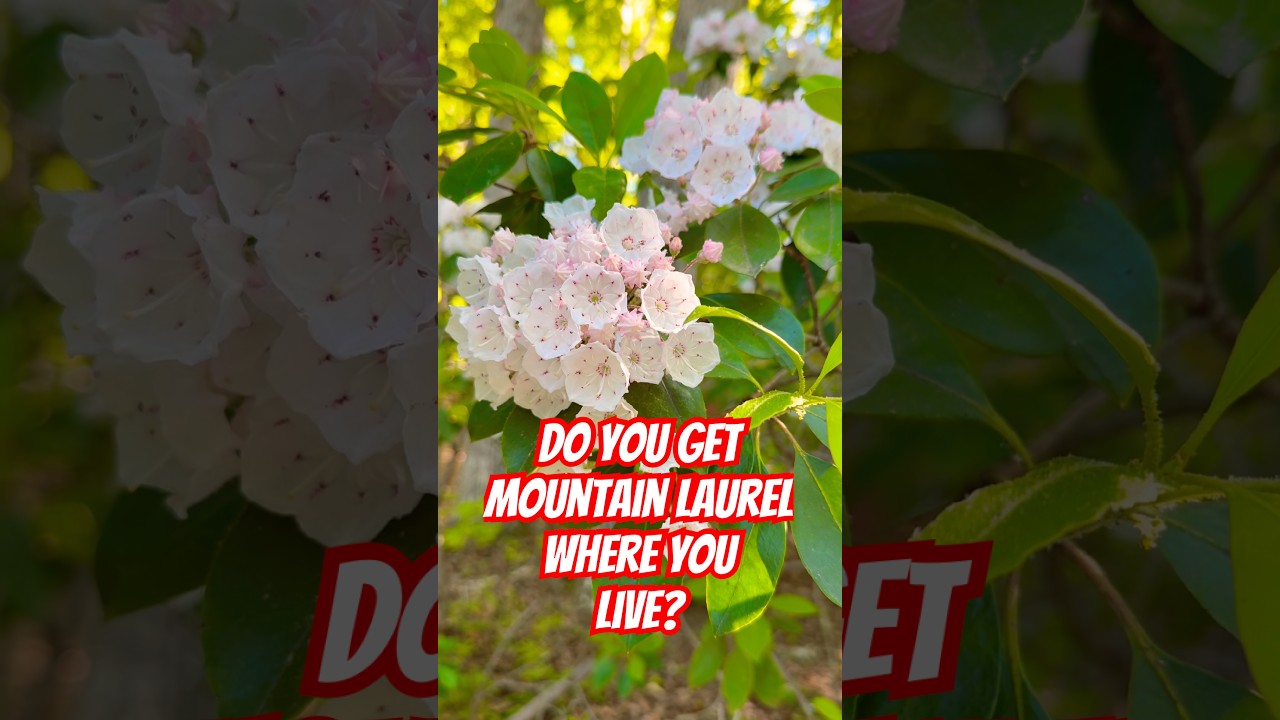Virginia is awash in Mountain Laurel! #fun #nature #plants