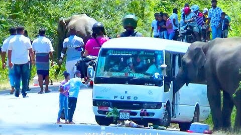 Elephant Charges At Kids On Bus: Heart-stopping Moment Caught On Camera