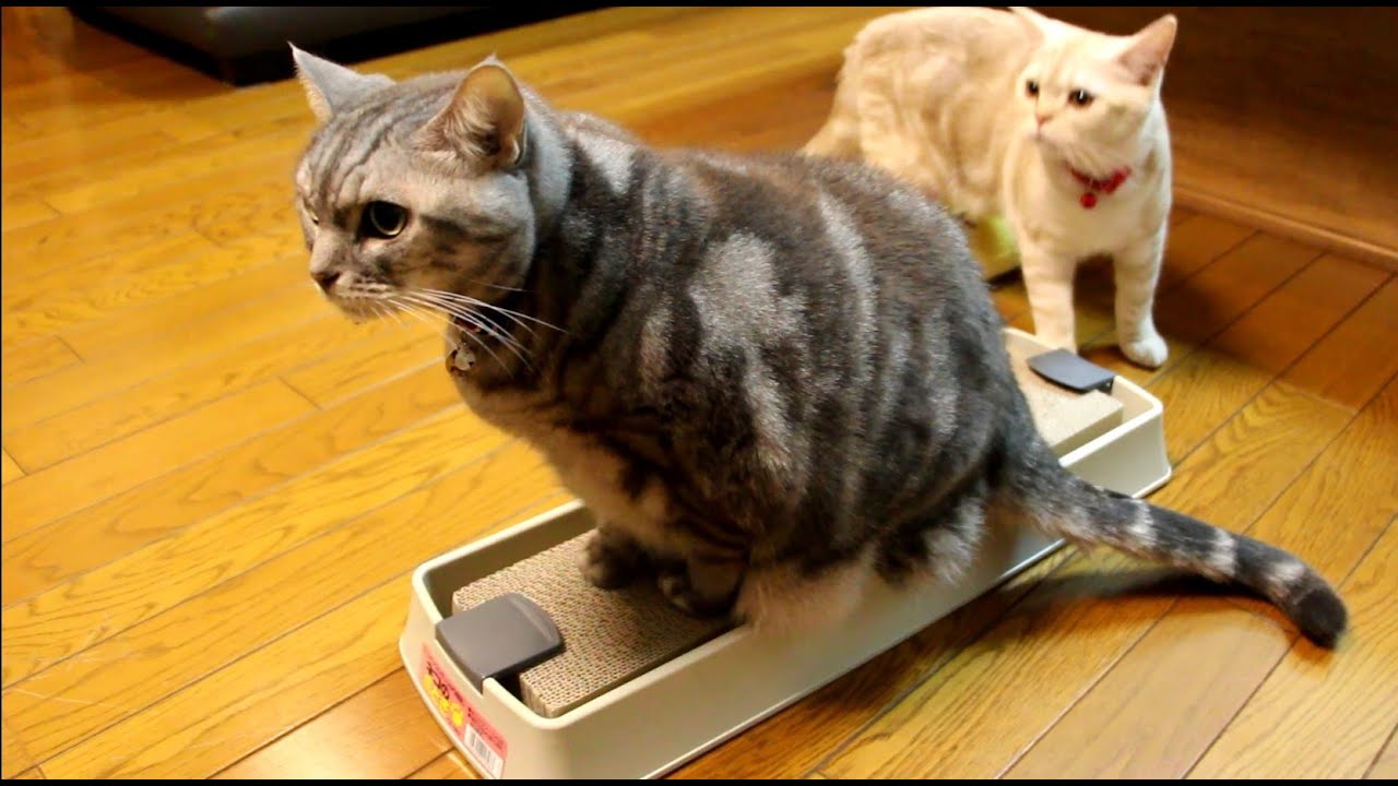 可愛い画像 先住猫のマネをする子猫 【Past videos】