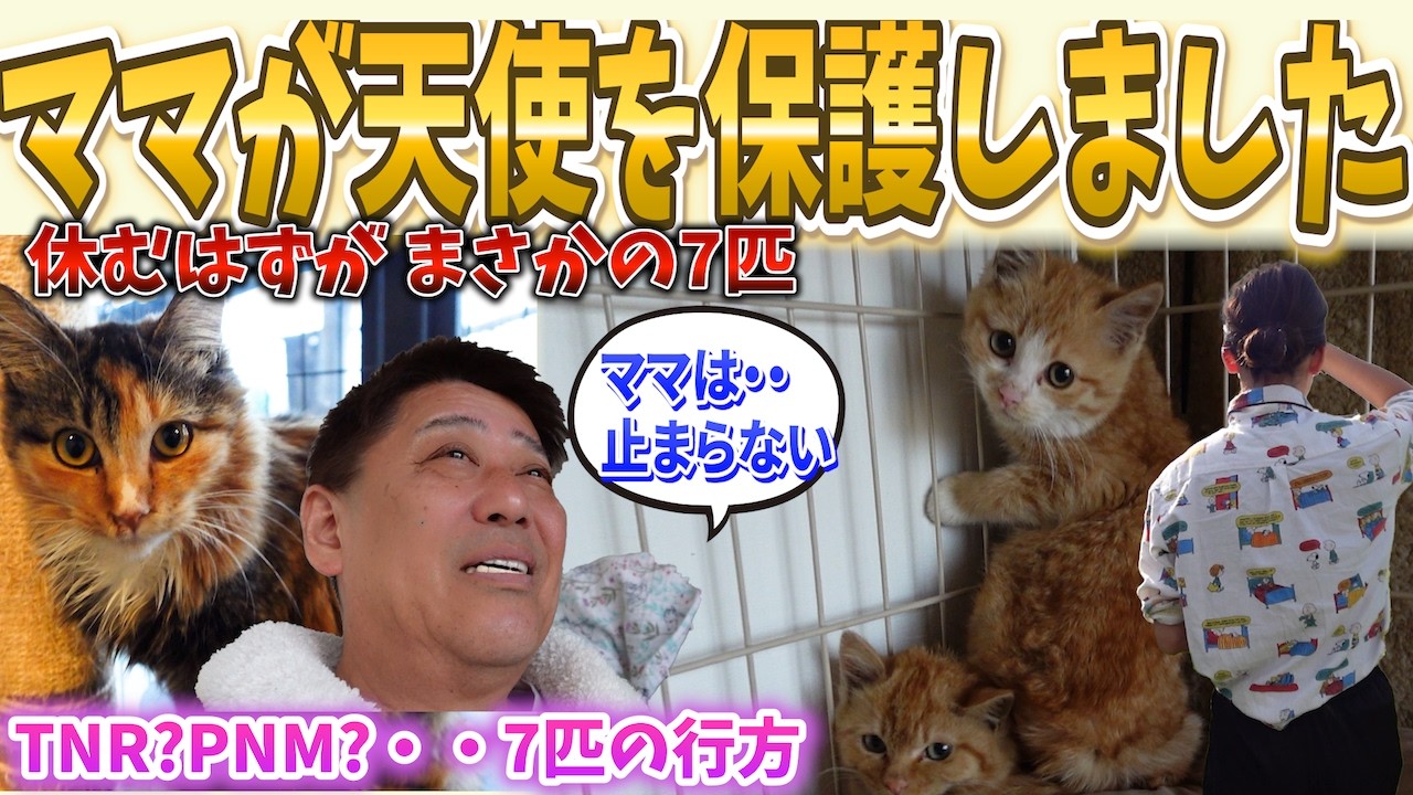 ママが休まず天使を保護しました〜団子三兄弟という名の天使〜