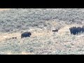 Wolf pack attempts to take down a bison in Yellowstone