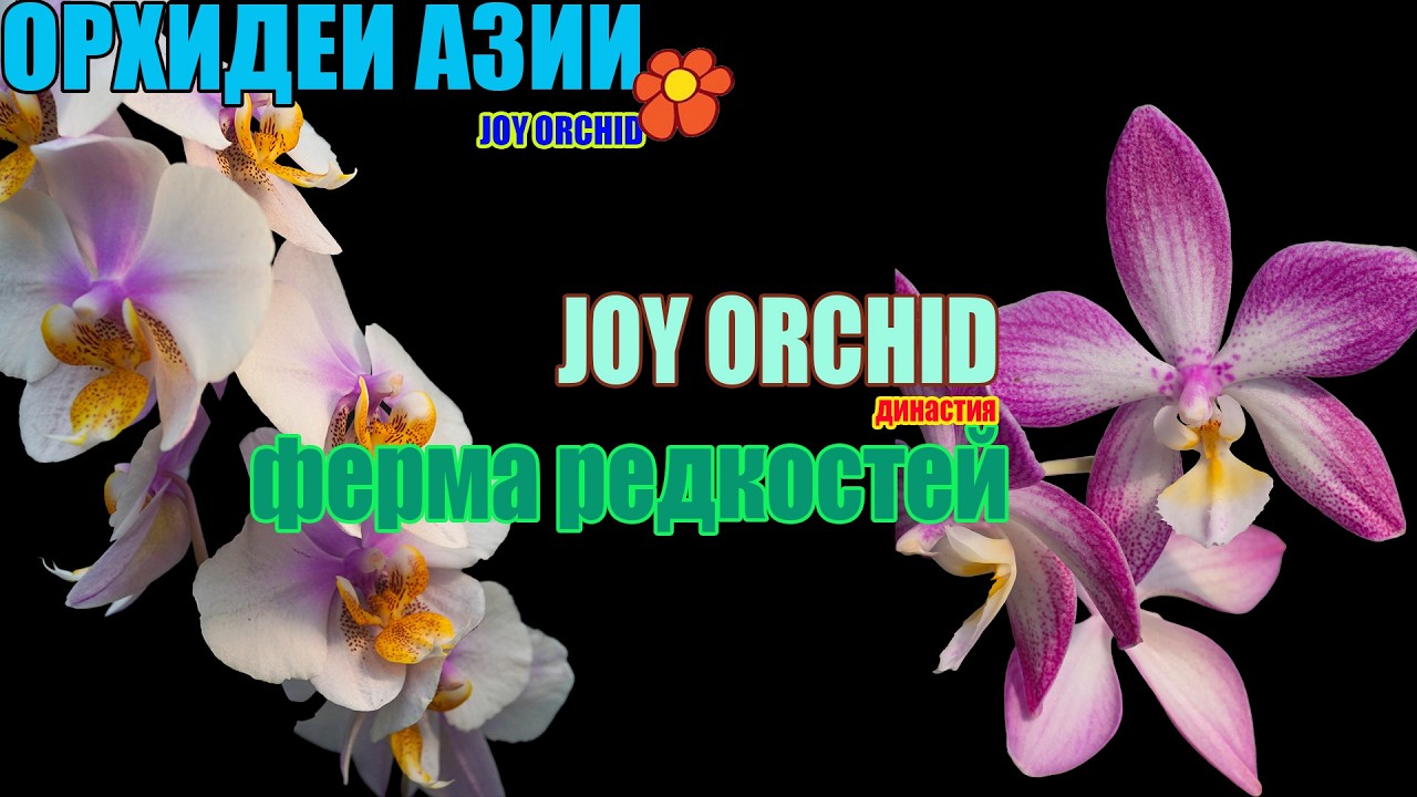 ЭТИ ОРХИДЕИ СТОЯТ ДОРОГО НЕ СЛУЧАЙНО — 3 часа в Joy Orchid