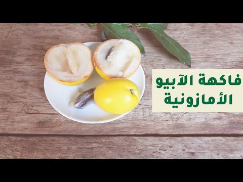 كركشم الزراعية تعرف على فاكهة الآبيو الأمازونية الفريدة
