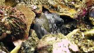 Jawfish with eggs in its mouth...
