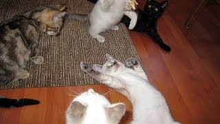 DrNworbs KitsCats Live Stream