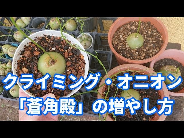 蒼角殿 そうかくでん クライミングオニオン 増やし方 Youtube