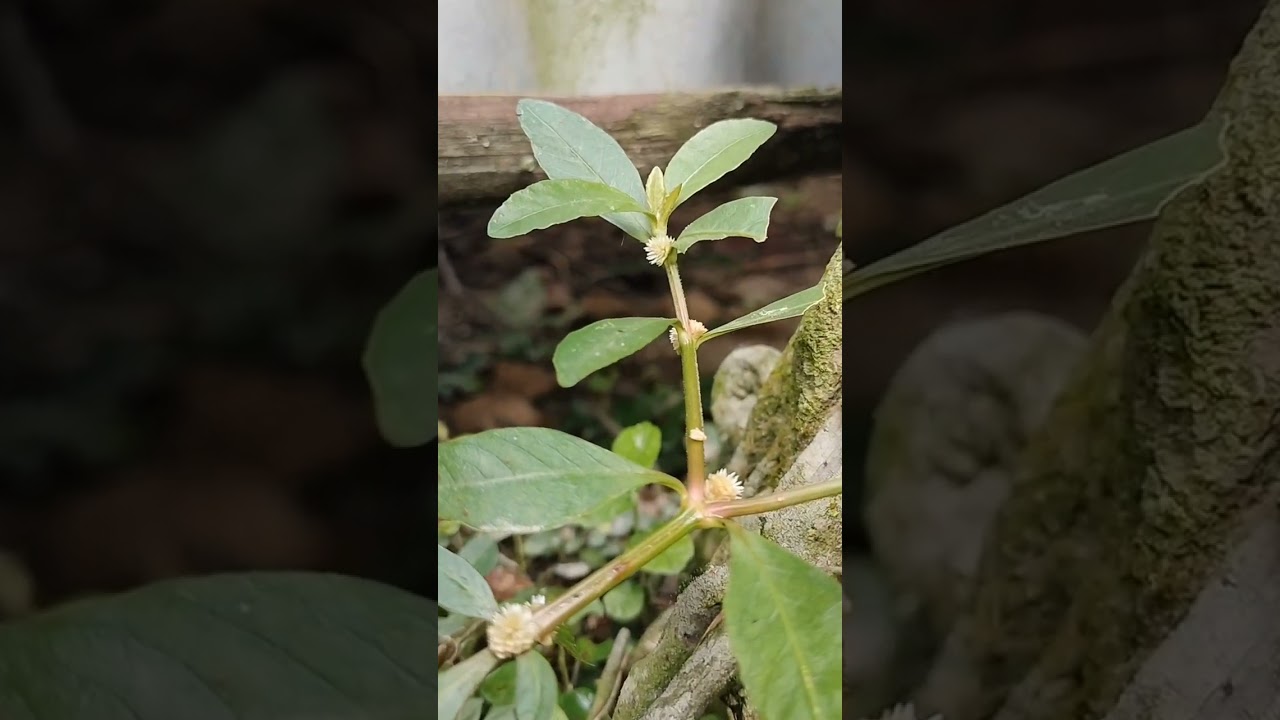 unknown plants ☘️