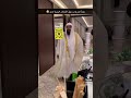 زواج بنت الشيخ عبد الرحمن السديس كل شئ فخم اشترك بل قناه