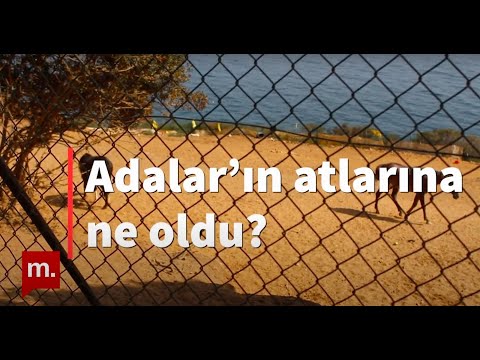 Adalar'ın atlarına ne