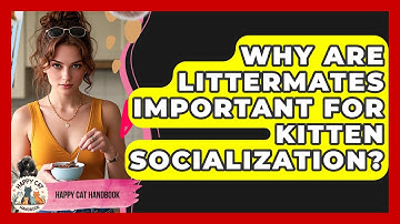 Why Are Littermates Important For Kitten Socialization? - Happy Cat Handbook