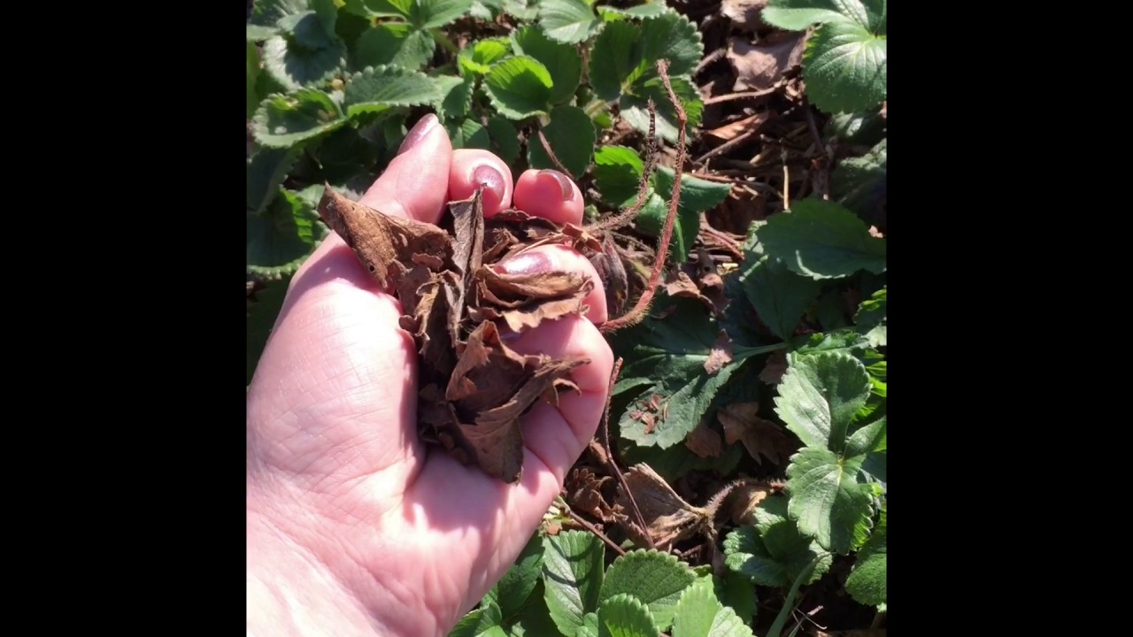 Clearing your strawberry bed for the growing season ahead!