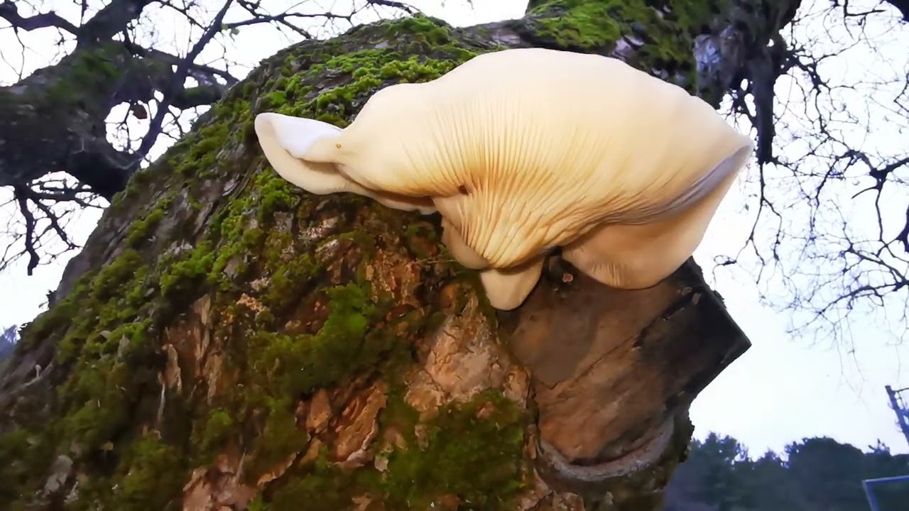 Elm Oyster Mushroom