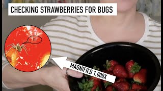 I TESTED MY STRAWBERRIES FOR BUGS | skip2mylou