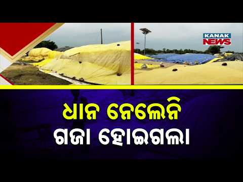 Mandi Crisis: Delayed Procurement Turns Paddy Into Germinated Crop in Rain