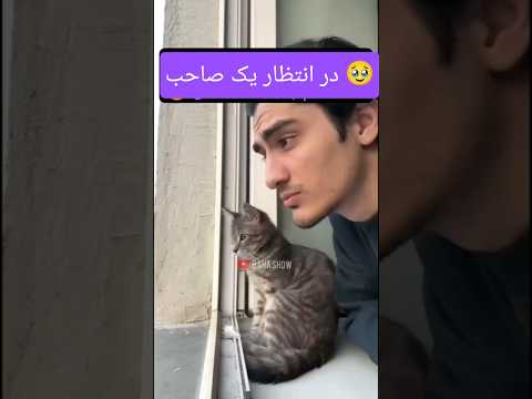 در انتظار یک صاحب 🥹 #میسترس #اسلیو #کینکی #کینک #بیدیاسام #ارباب #برده #بردگی #طنزکده  #رهاشو #پت