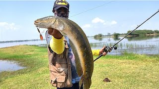 Unbelievable fishing video || village fishing & snakehead fishing video