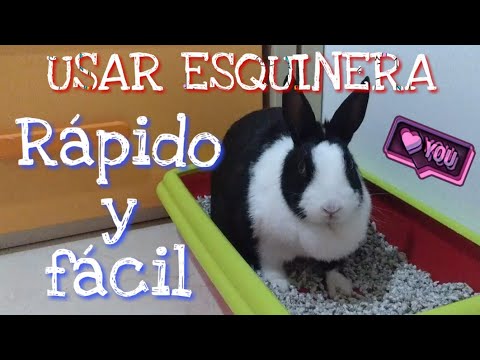 Video: Cómo Entrenar A Tu Conejo Para Que Use La Caja De Arena