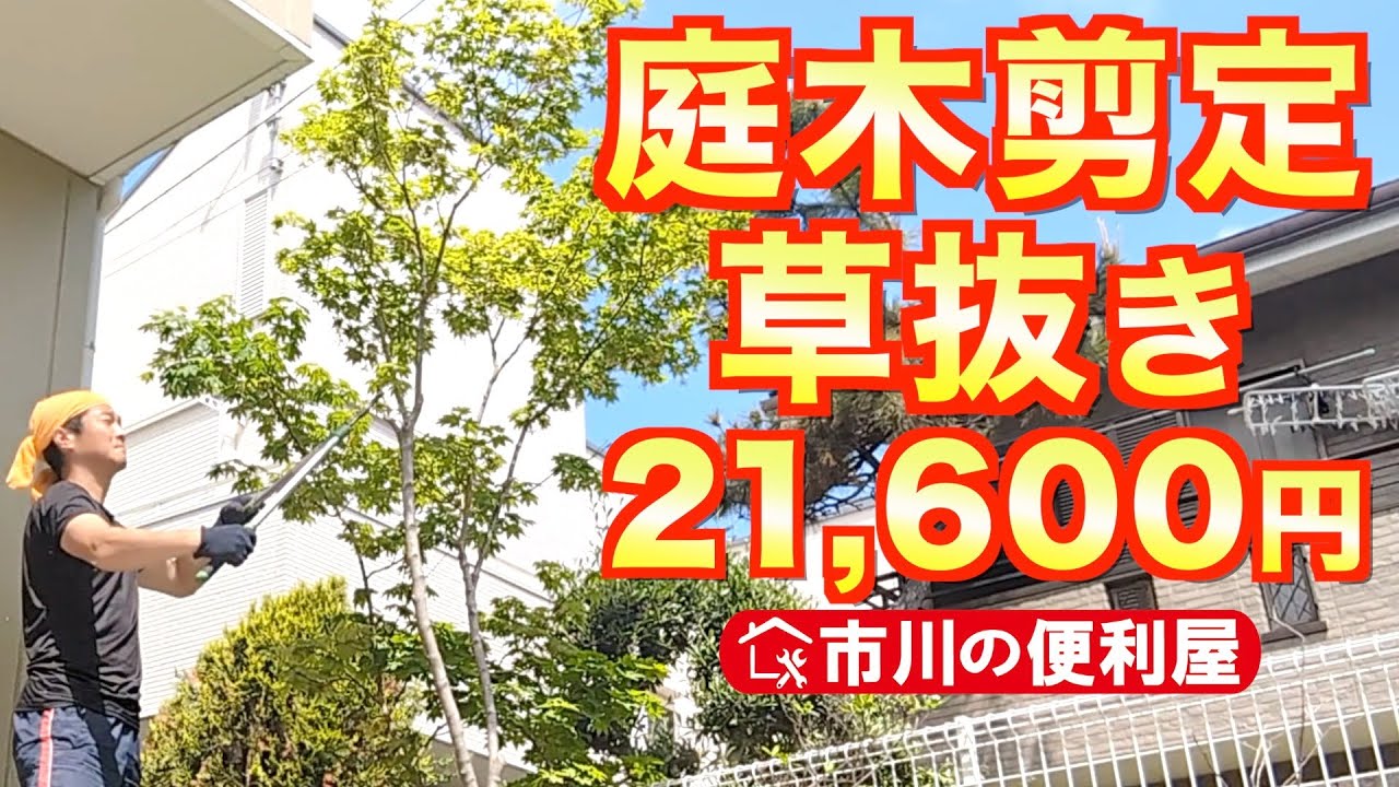 【庭木剪定＆草抜き】21600円作業｜千葉県市川市の便利屋！各作業料一覧、お問い合わせ先は概要欄をご覧下さい！