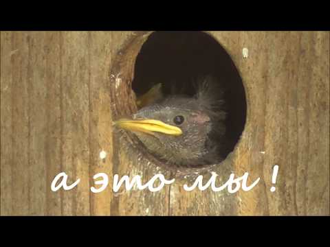 Video: Starlings O'z Uyalarini Quradigan Joy