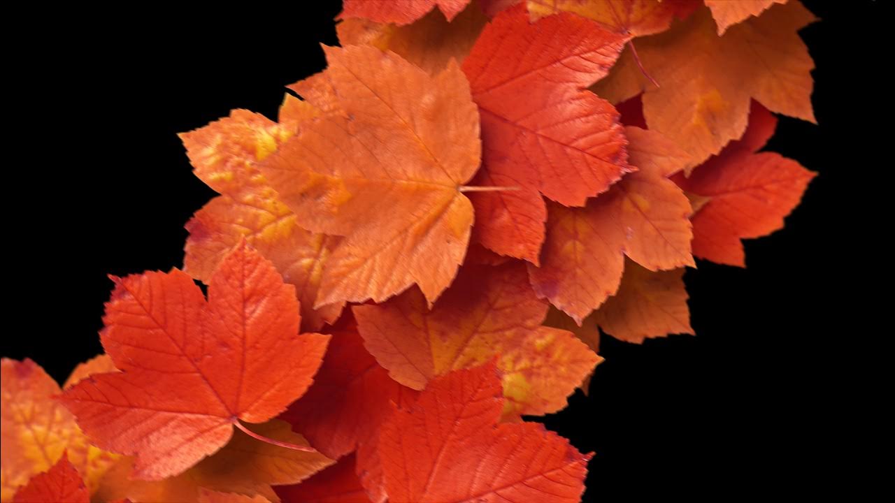 Transition leaves. Transition leaves