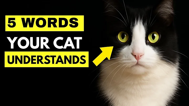 🐱 Do Cats Understand Human Words? Here Are the 5 They Know Best! 🐾