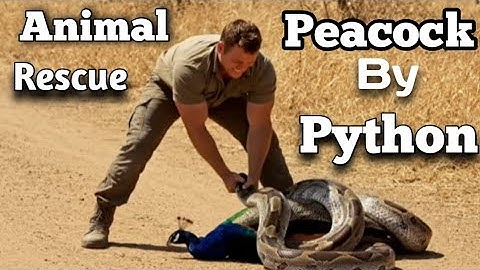 Animal Rescue :: Rescue Mother Peacock Attacked By Python 