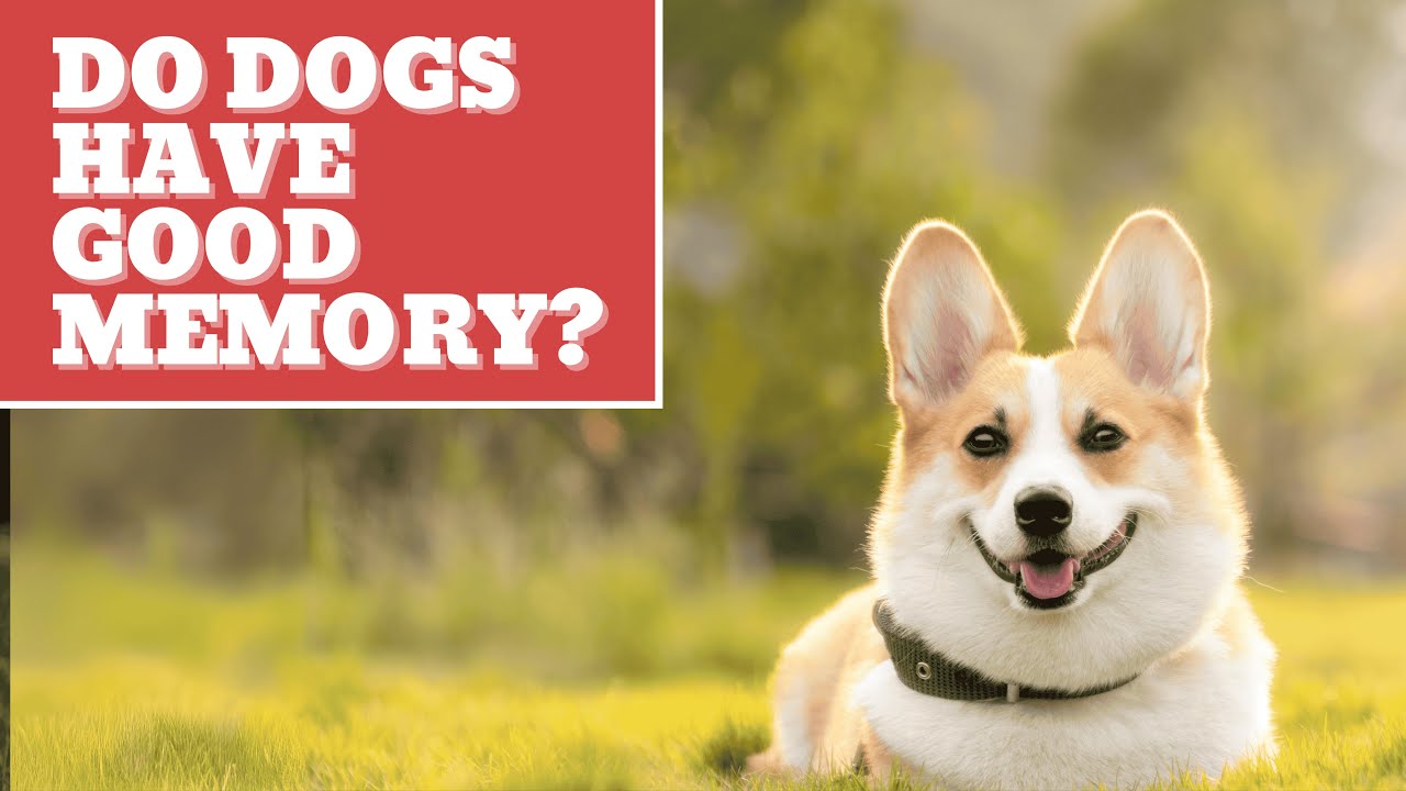 Do Dogs Have Good Memory? Discover the Truth About Your Dog’s Memory and Behavior!