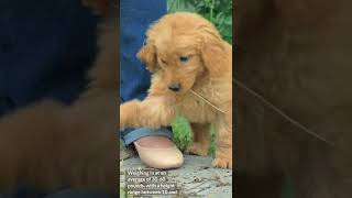 Golden Retriever Dachshund Mix