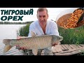 БЕЛЫЙ АМУР И КАРП ЛЮБЯТ ТИГРОВЫЙ ОРЕХ!