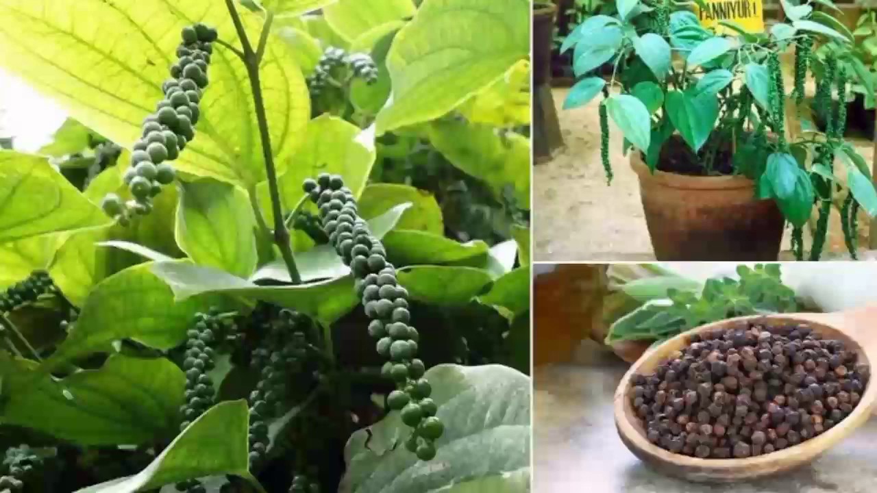 How To Grow Black Pepper From SeedsGarden Villa YouTube