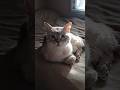 My little furry roommate