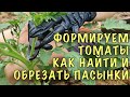 Как обрезать пасынки и подвязать томаты? Инструкция для новичков!