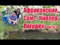 Африканский сом - киллер лягушек (часть1)