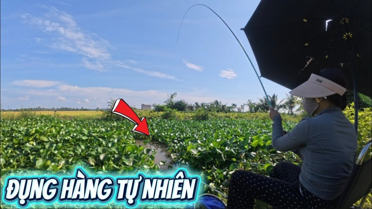 Câu đài tự nhiên đụng ngay bầy cá dưới đám lục bình #fishing