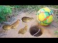 Bird Trap / Best Bird Trap Using Ball & Hole / Creative DIY Bird Trap / How To Make Bird Trap
