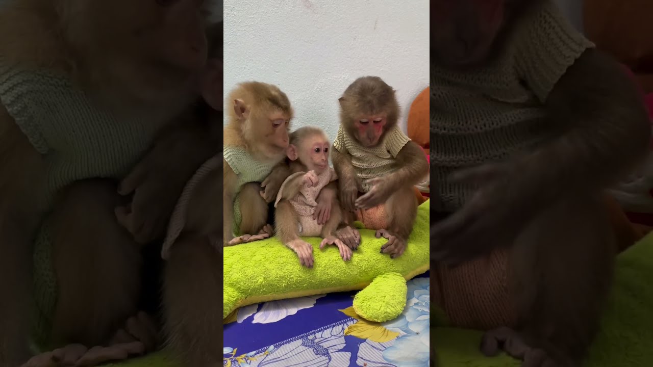 Monkey baby Theo, gets the love of Sam boy & Asher 