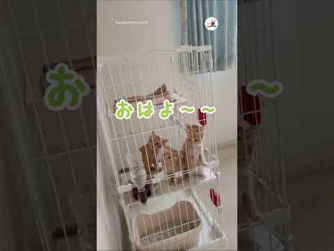 子猫たちが元気いっぱいのご挨拶♡｜PECO