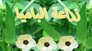 زراعة الباميا  |   فوق الاسطح  |