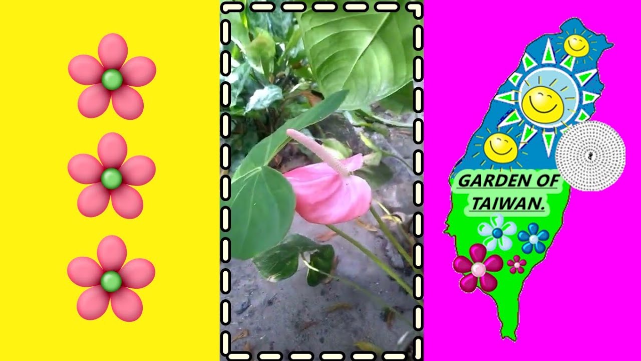 Red Zantedeschia aethiopica