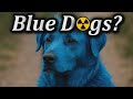The Blue Dogs of Chernobyl