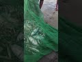 Wow its amazing kagulo ang napaka dambuhalang mga tulingan talsikan #fishing #fishingvideo #shorts