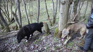 Three domesticated wolves and a shepherd dog are out for a walk