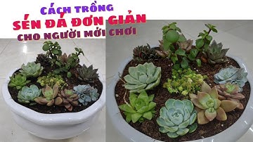 Cách trồng sen đá đơn giản cho người mới - 初心者のためのシンプルな石の蓮を育てる方法  - How to grow a simple stone lotus