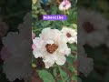 Different colours of Salt Rose plant #garden #rare #flowers #plant #rose